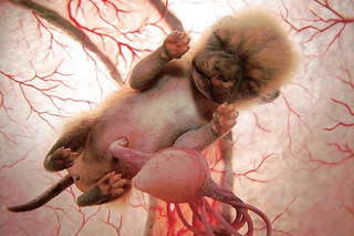 Illustration for article titled Rare In Utero Images Glimpse Animals Inside the Womb